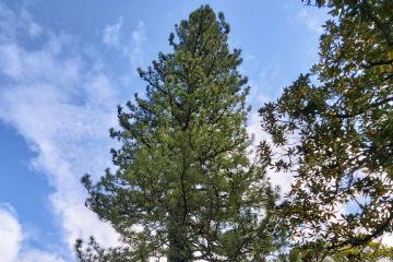 Pino Giapponese Koyamaki